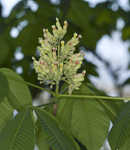 Yellow buckeye